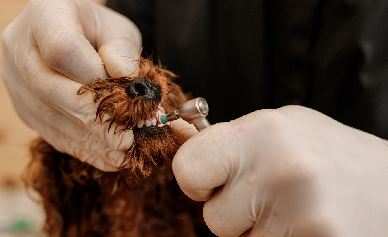 Pet dental clinic in dubai