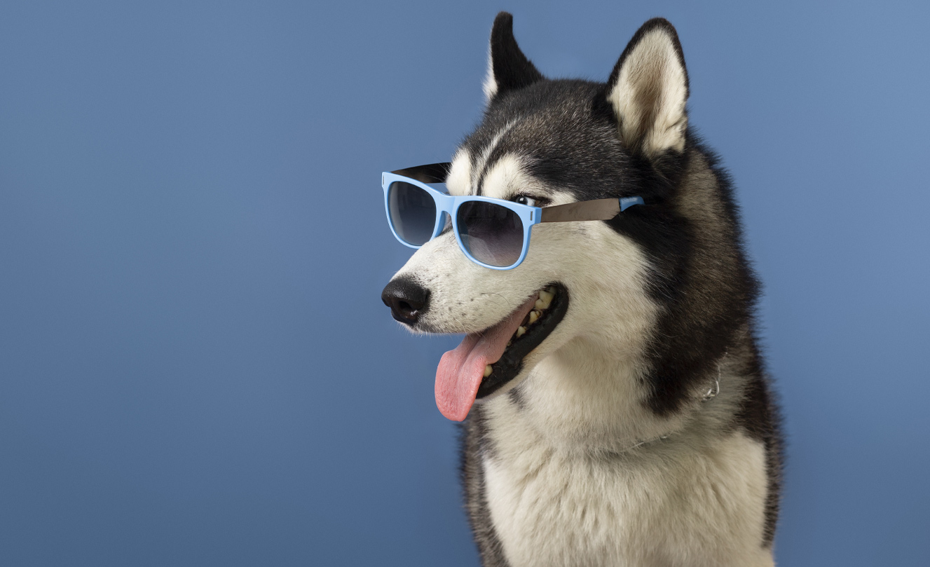 Best Pet grooming dubai