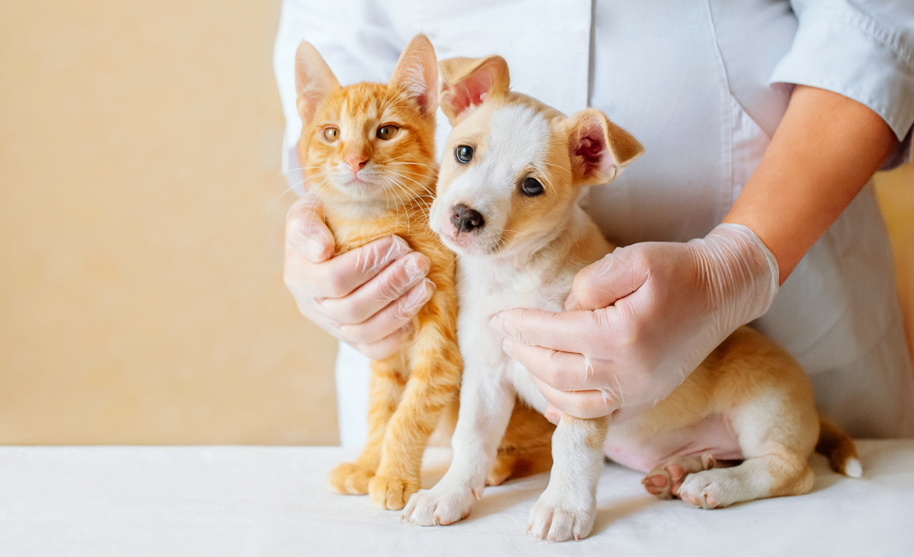 VETS FUR PETS