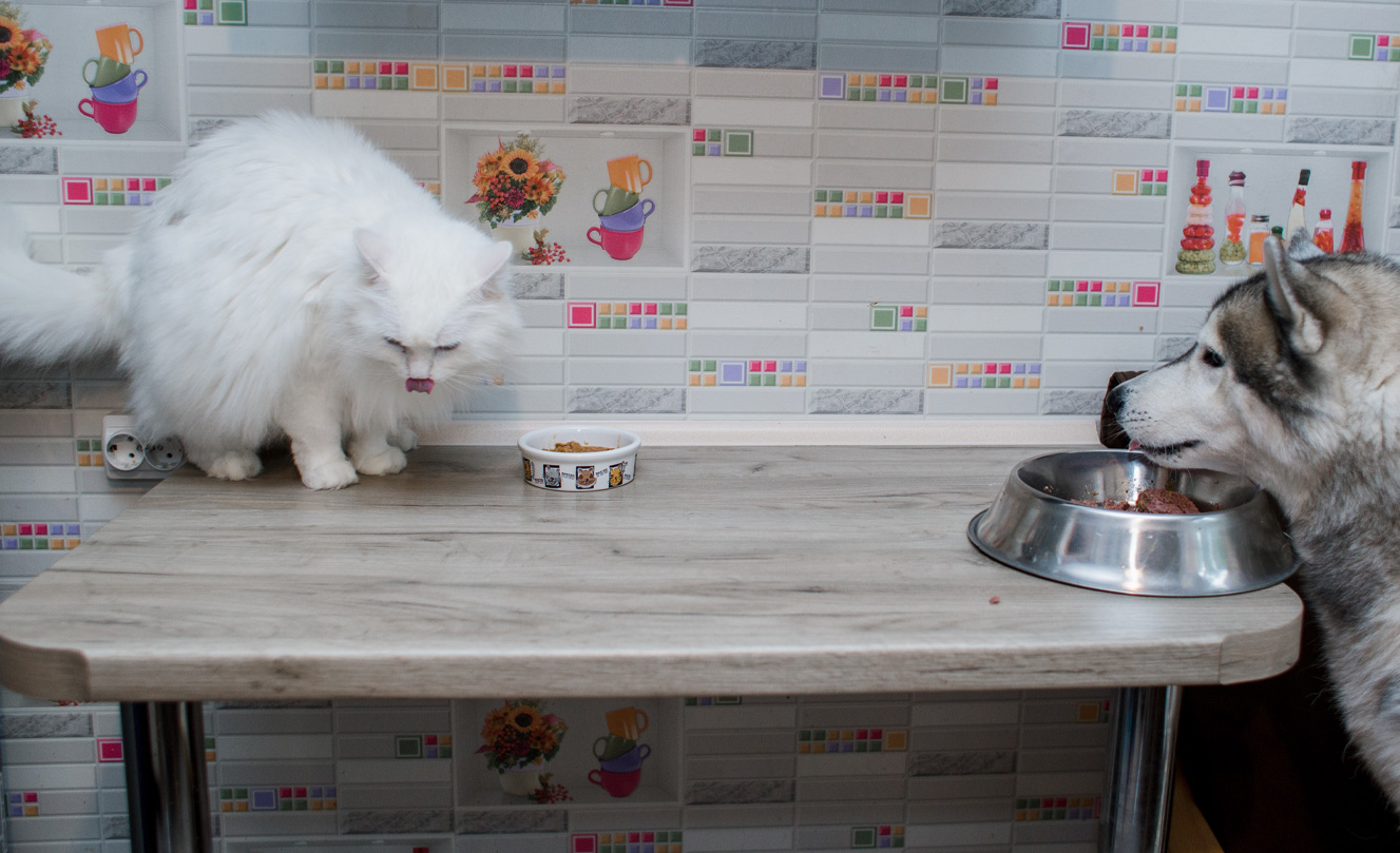 Pet boarding in dubai