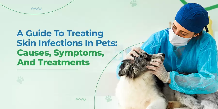 Quick Infection. Dogs Quick A Guide To Treating Skin Infections In Pets: Causes, Symptoms, And ...